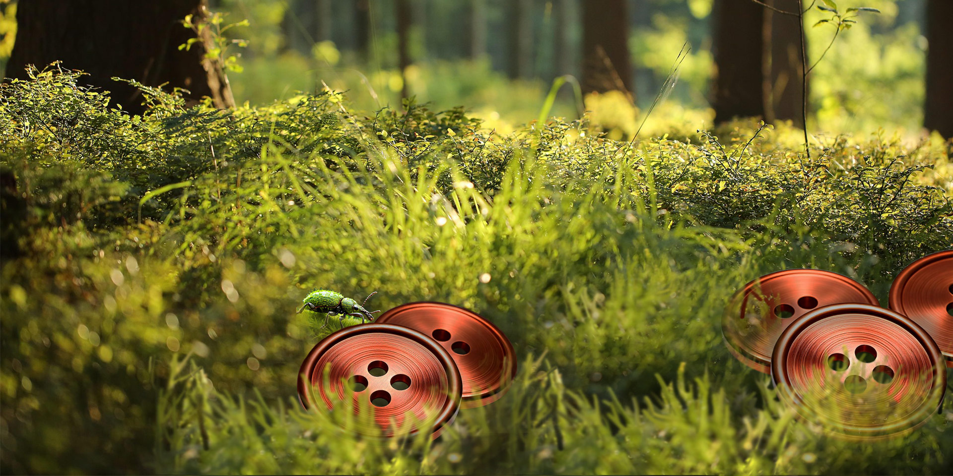 Ein paar Kupfermünzen - Knubs - liegen im Moos in einem Wald
